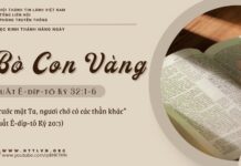 Bò Con Vàng – 7/5/2025