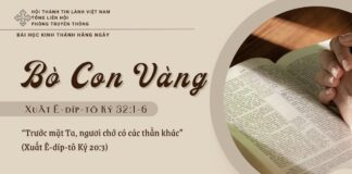 Bò Con Vàng – 7/5/2025