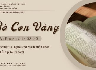 Bò Con Vàng – 7/5/2025