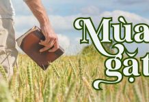 Thơ: MÙA GẶT