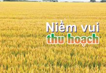 Niềm Vui Thu Hoạch