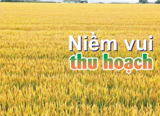 Niềm Vui Thu Hoạch