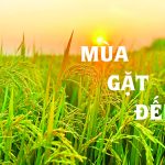 MUA GAT DEN