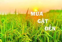 Bài hát: MÙA GẶT ĐẾN