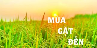 Bài hát: MÙA GẶT ĐẾN