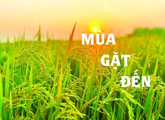 Bài hát: MÙA GẶT ĐẾN