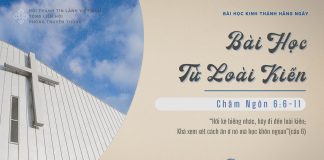 Bài Học Từ Loài Kiến – 3/2/2026